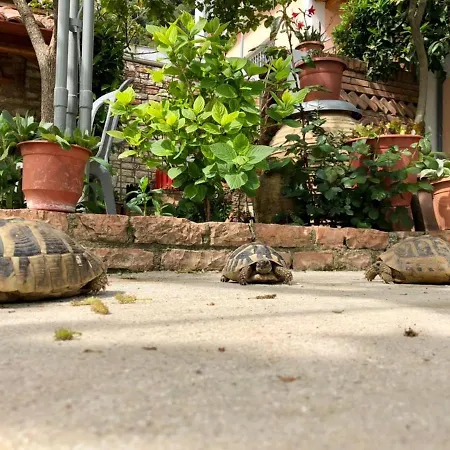 Muzhaqi Nivice (Vlore)