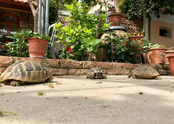 Muzhaqi Nivice (Vlore)